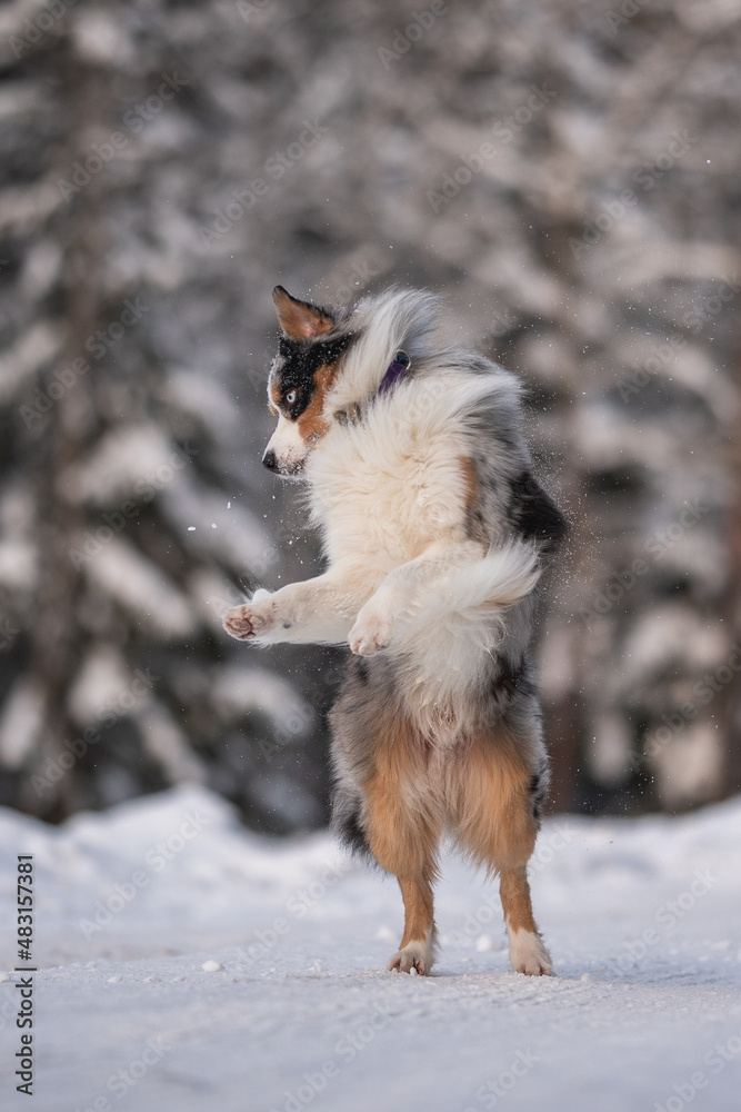 Marbled Australian Shepherd dog dancing against the backdrop of a winter snowy forest. Crazy action dog