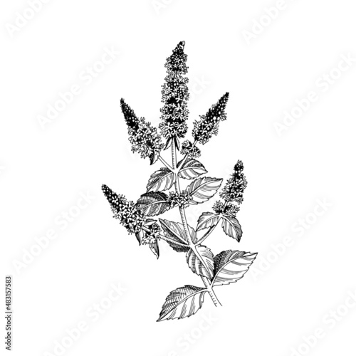 Hand-drawn Brandy mint. Medicinal herb