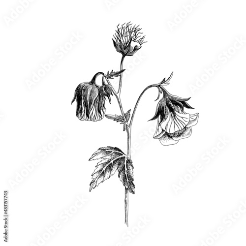 Hand-drawn Water avens . Medicinal herb