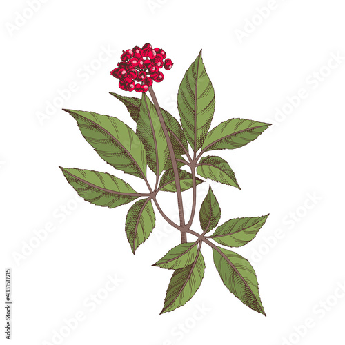 Hand-drawn Chinese ginseng. Medicinal herb