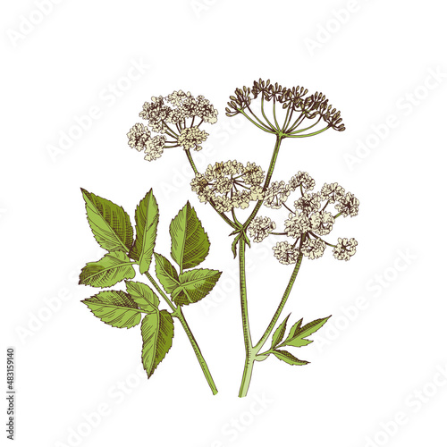 Hand drawn Ashweed. Medicinal herb