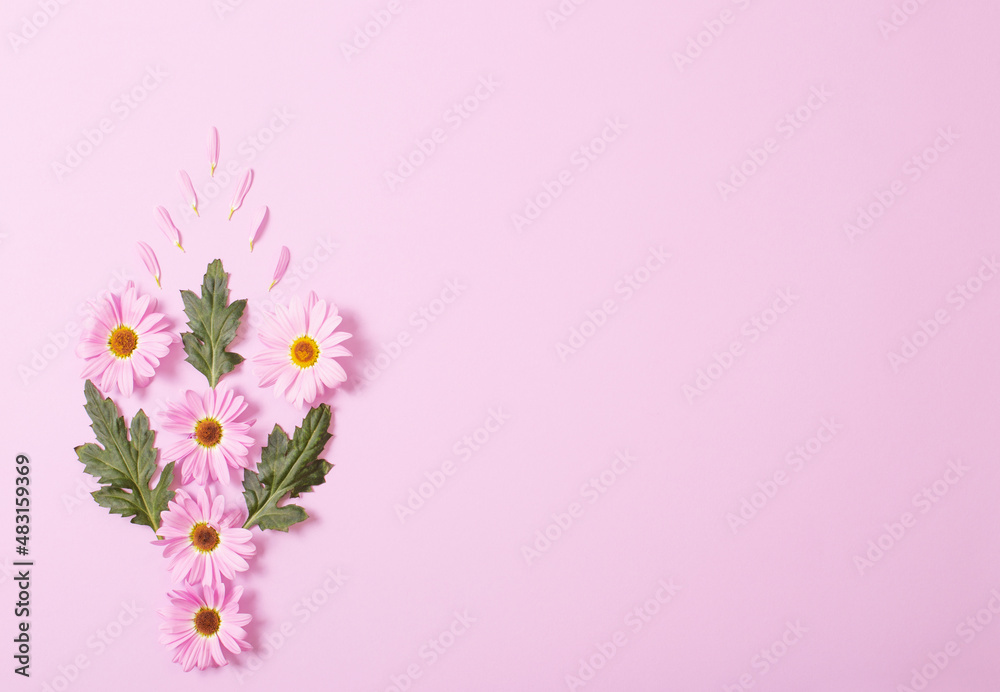 chrysanthemums flowers on pink paper background