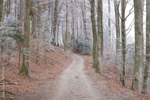 raureif im winter im wald bei kirchberg schweiz © anmuht.ch fotografie