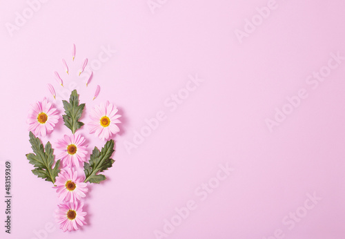 chrysanthemums flowers on pink paper background © Siarhei