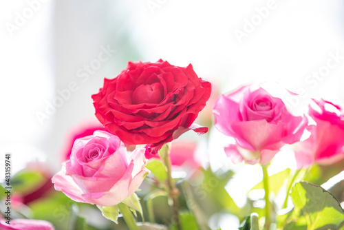 - romantischer Blumenstrau   mit roten und pinkfarbenen Rosen im Gegenlicht -