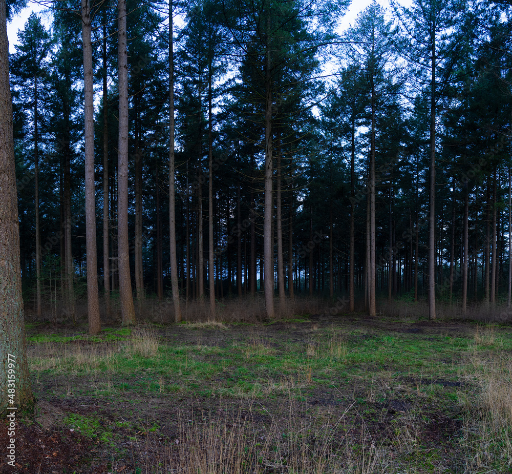 Obraz premium Dark and foggy pine forest in winter, Coniferous forest covered of green moss. Mystic atmosphere.
