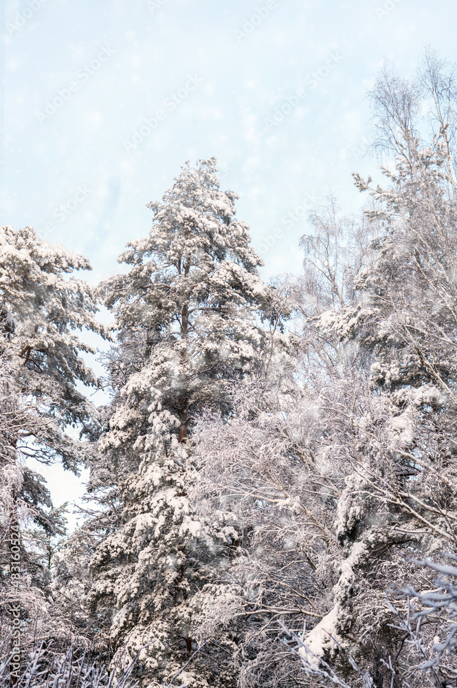 Snow covered trees in the winter forest with snowfall Snow covered trees in the winter forest with snowfall