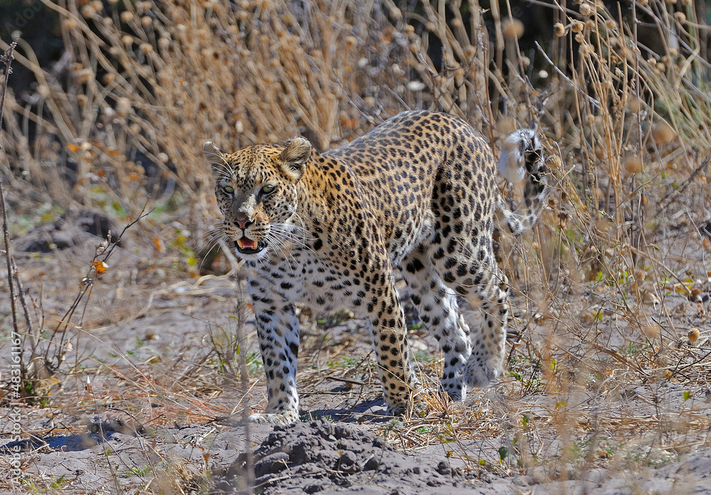 Obraz premium Young female leopard walks by vehicle, Moremi, Botswana, Africa.