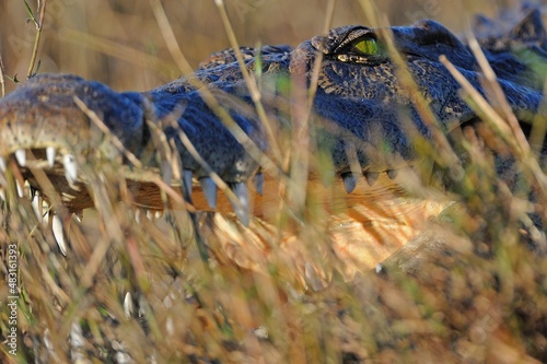 Crocodile lays on bank, Chobe Riveri, Botswana, Africa. photo