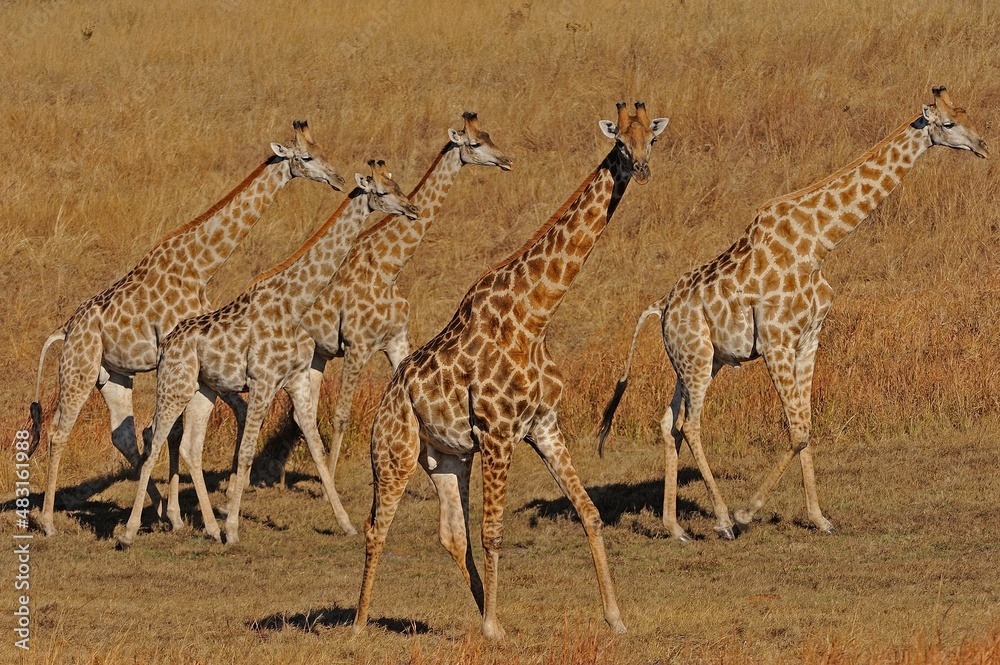 Obraz premium Herd of giraffe on dried pan, Hwange, Zimbabwe, Africa,