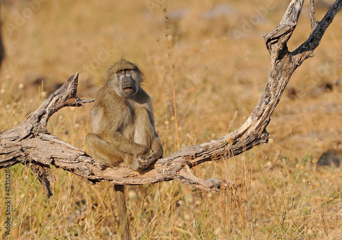 Baboon resting on low tree branch, Hwange, Zimbabwe, Africa