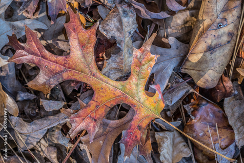 Colorful autumn leaf on the ground