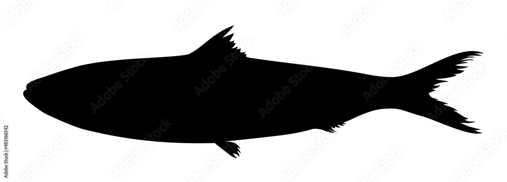 silhouette of a herring fish vector silhouette of a herring fish vector