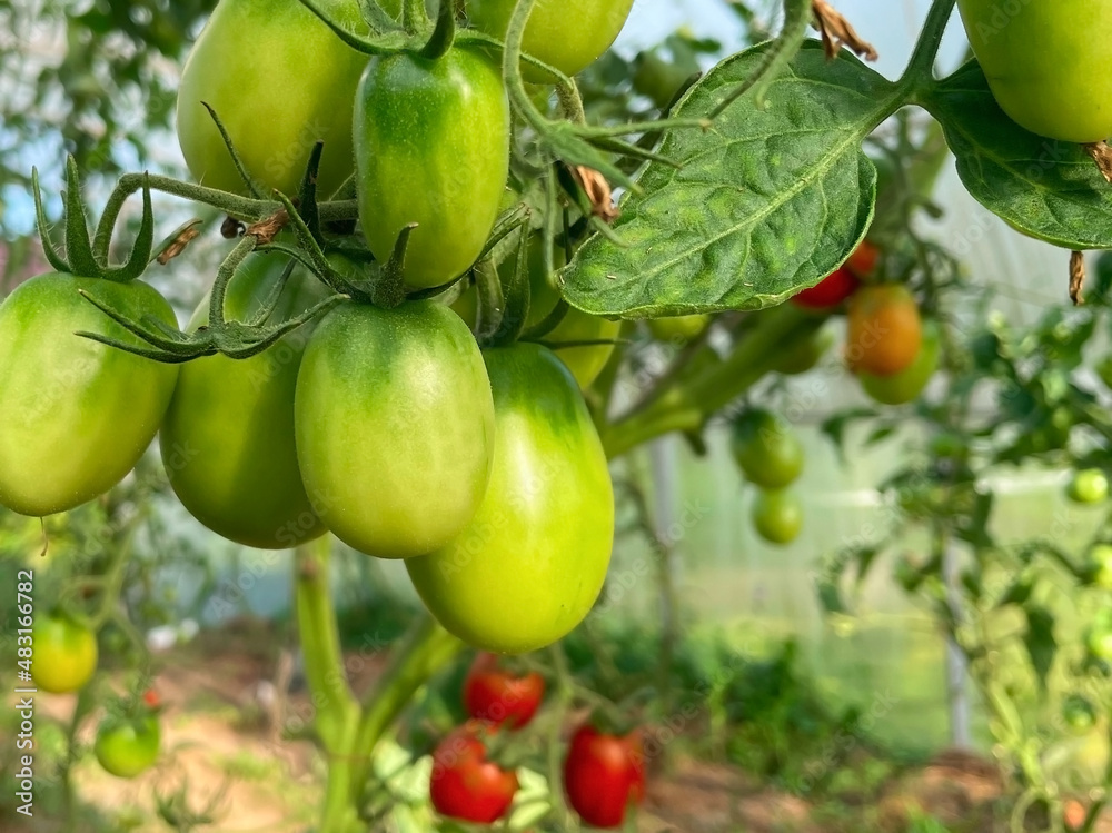 Juicy tomatoes on a branch in the greenhouse..Ingredients for making pizza..Close-up. Selective focus Juicy tomatoes on a branch in the greenhouse..Ingredients for making pizza..Close-up. Selective focus