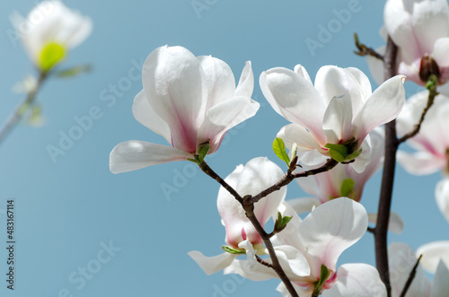 Beautiful magnolia tree blossoms in springtime. Jentle magnolia flower against sunset light.