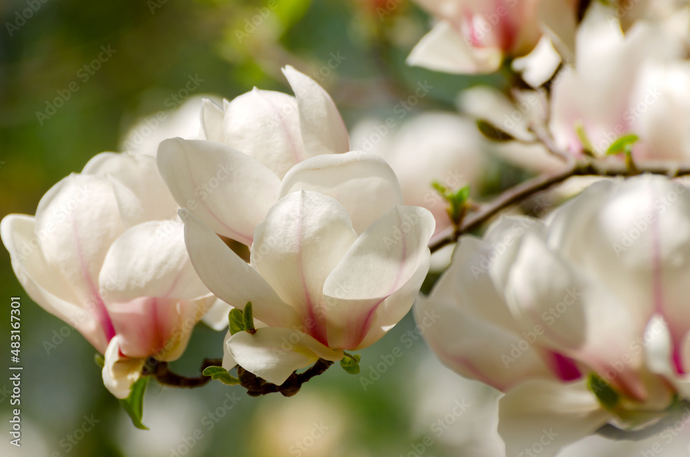 Obraz premium Beautiful magnolia tree blossoms in springtime. Jentle magnolia flower against sunset light.