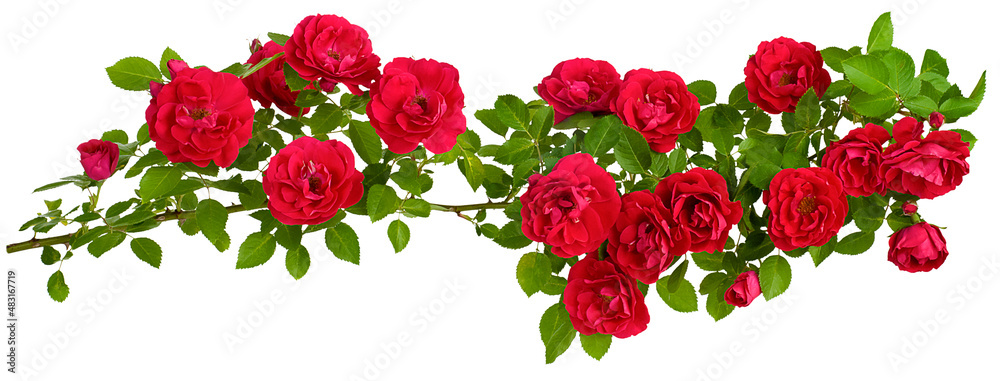 rosehip is a long branch of flowers rosehip is a long branch of flowers