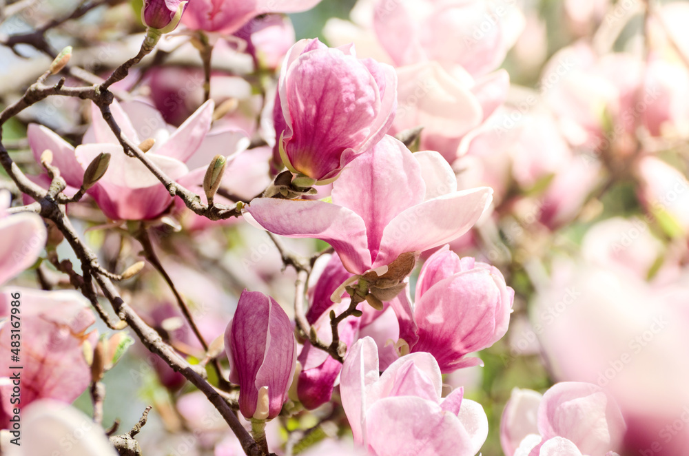 Obraz premium Beautiful magnolia tree blossoms in springtime. Jentle magnolia flower against sunset light.