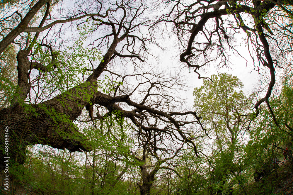 Fototapeta premium Old oak branches
