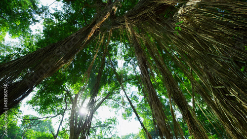 bamboo forest