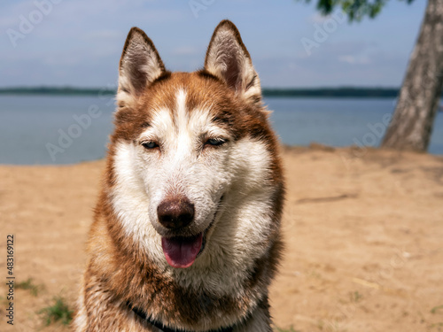 portrait of Wet husky dog near the water. A beautiful husky is swimming in the lake. Summer time and vacation concept. copy space. close up