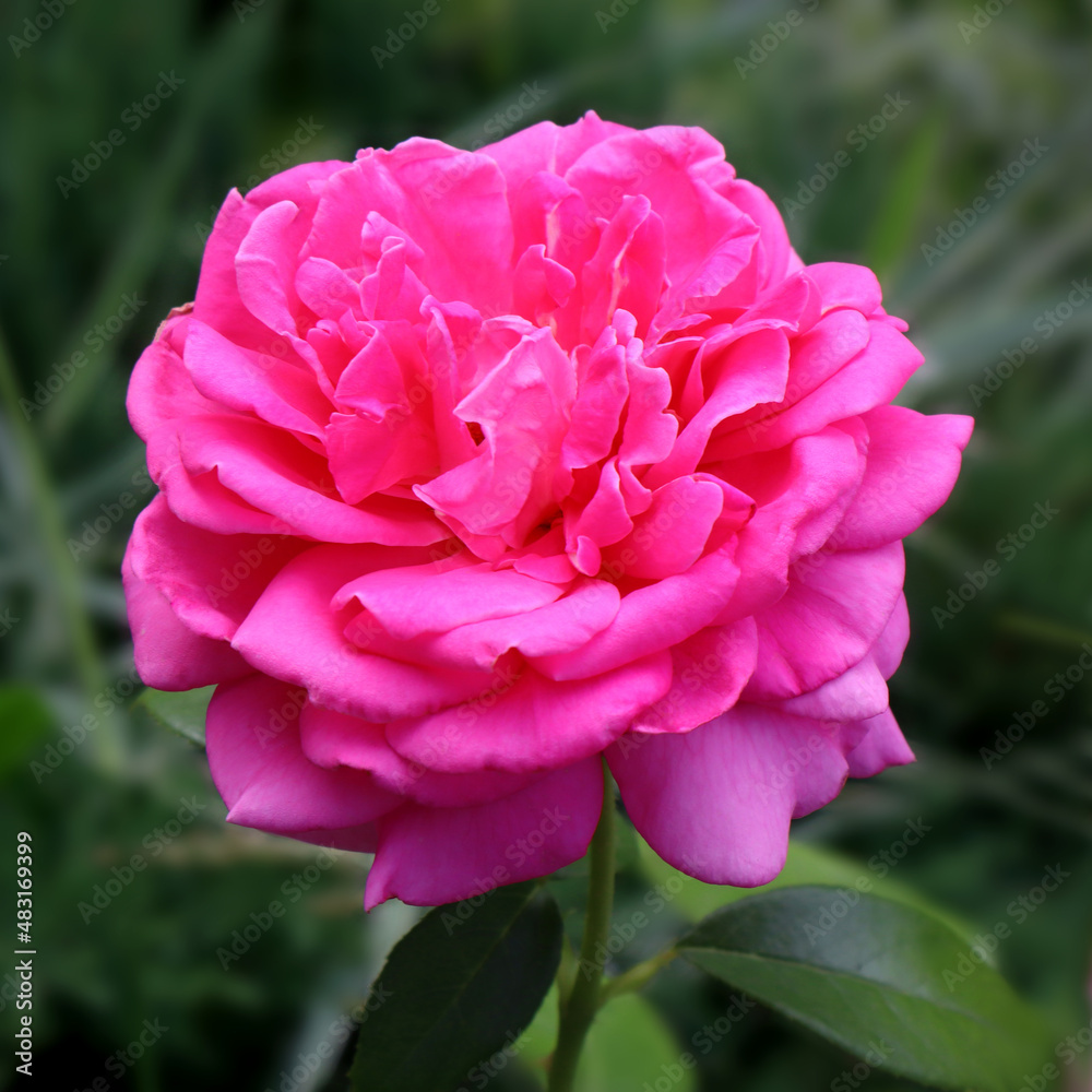 Pink rose flower in the garden.
