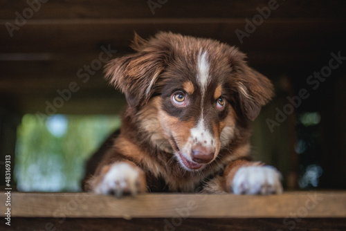 Close-up portrait of a cute miniature Australian Shepherd dog with yellow eyes and a white and chocolate muzzle in the cityscape