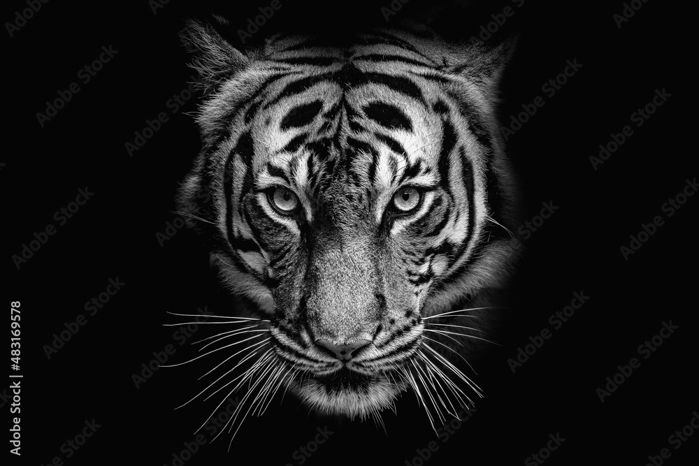black and white image of tiger face black and white image of tiger face