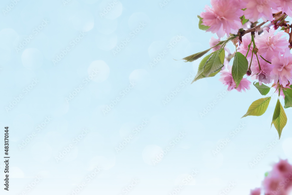 Spring cherry blossoms against a blue sky with bokeh. Spring background with copy space