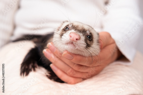 Portrait of a cute domestic ferret in the girl's hand Woman and a pet concept.