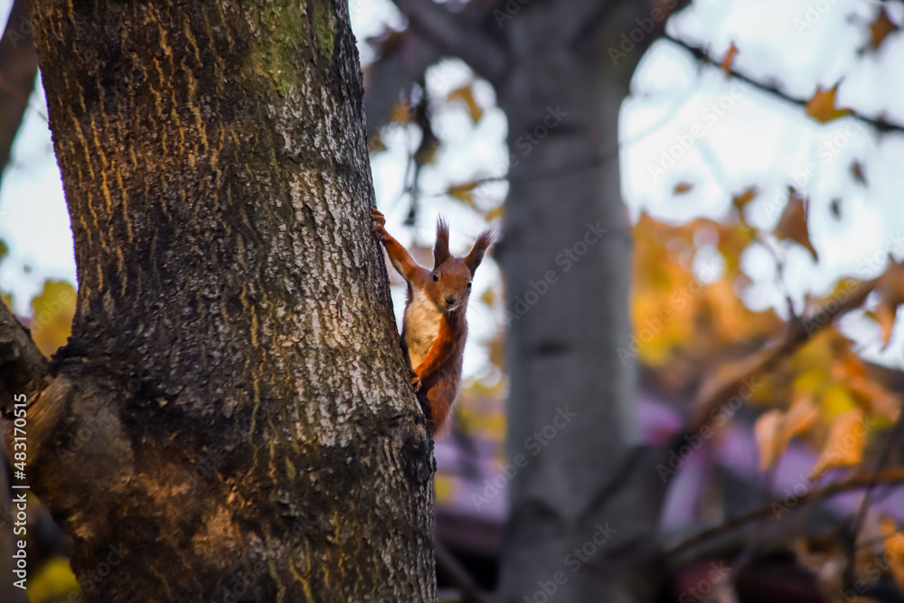 Fototapeta premium Wiewiórka squirrel