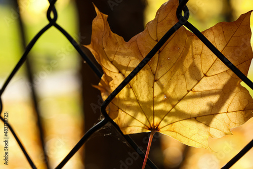 Fototapeta Naklejka Na Ścianę i Meble -  Liść leaf