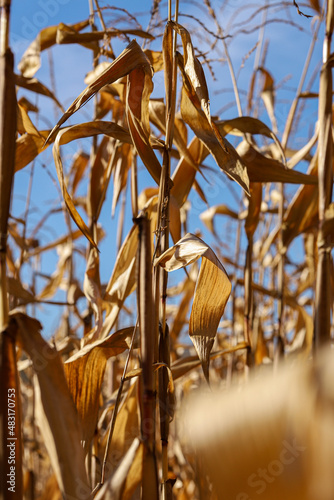 Pole kukurydzy Corn field