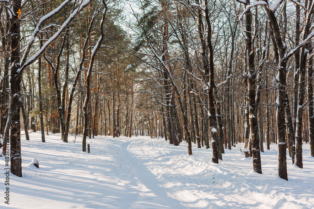 Fototapeta premium Path through a snowy winter forest. Beautiful view