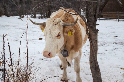 cattle in winter © Gerhard