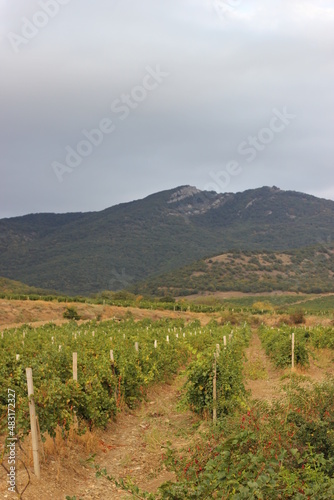 vineyard in autumn