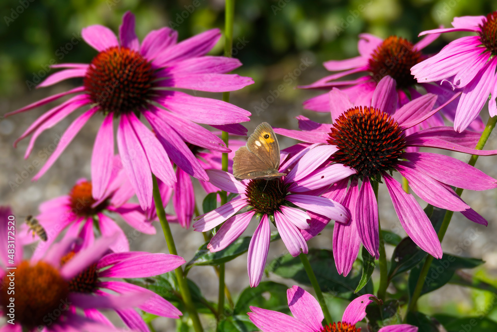 Meadow brown (maniola jurtina) butterfly with open wings sitting on a echinacea flower in Zurich, Switzerland