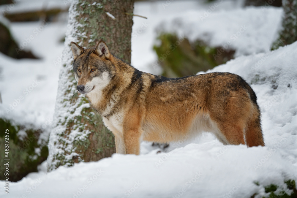 Naklejka premium Gray wolf in winter snow forest in the Sumava National Park Czech Republic