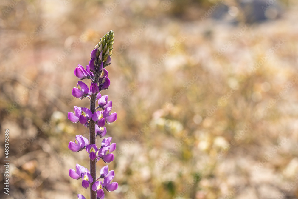 Obraz premium Lupine, purple magenta southern California desert wildflower close up