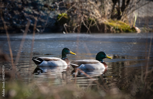 ducks on the lake in winter © Marc Andreu