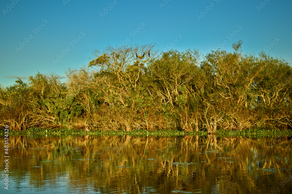 Reflection of vegetation and birds in the lagoon Reflection of vegetation and birds in the lagoon