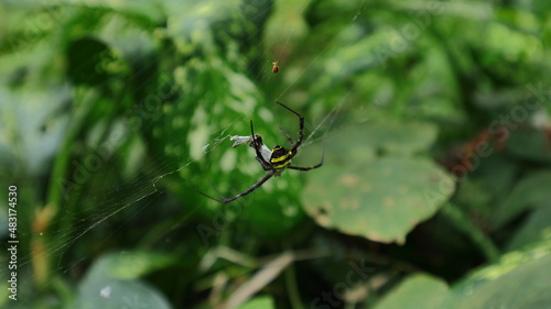 High angle view of a female orb web spider with a caught prey