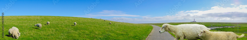 Panorama Schafe an der Nordseeküste