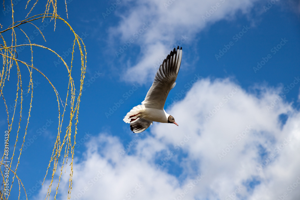 Obraz premium Fliegende Möwen am See.