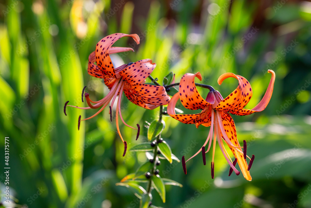 Blossom orange tiger lily in a summer sunset light macro photography. Garden Lilium lancifolium with bright orange petals in summertime, close-up photography. Lilies flowers in sunny day floral poster Blossom orange tiger lily in a summer sunset light macro photography. Garden Lilium lancifolium with bright orange petals in summertime, close-up photography. Lilies flowers in sunny day floral poster