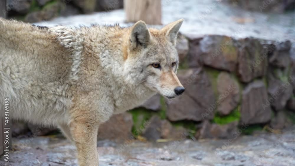 Coyote saw his prey behind the bars of the Zoo Coyote saw his prey behind the bars of the Zoo