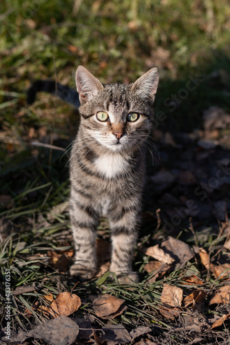 Wallpaper Mural cat on a ground Torontodigital.ca