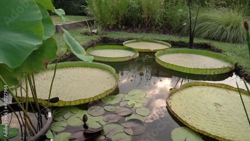 Water gardens and landscaping. Panning a pond growing aquatic plants such as Xin Jin Xia lotus, Victoria cruziana giant floating leaves, Nymphaea Black Princess hardy water lily and Eleocharis elegans photo