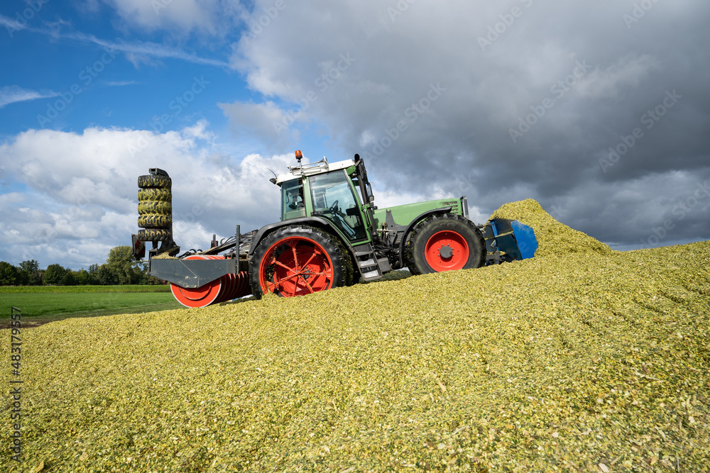 Obraz premium Maissilage wird gewalzt, geschoben und verdichtet.