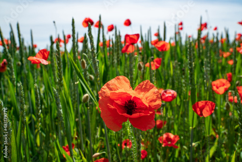 Blühende Mohnblumen am Wegesrand.